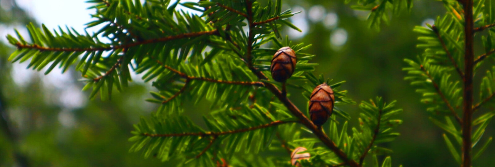 Climate impact on ecology