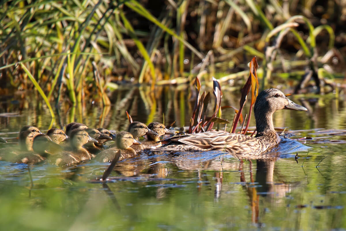 Ducks on Bolton Flats River