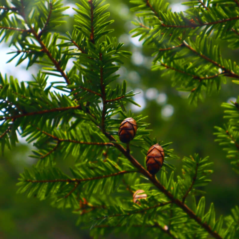 Hemlock branch