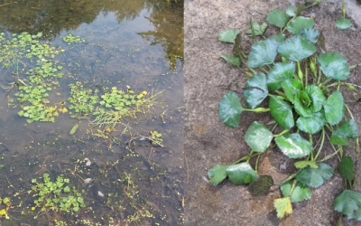Invasive Water Chestnuts Discovered in Oxbow National Wildlife Refuge
