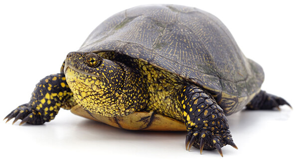Blanding Turtle