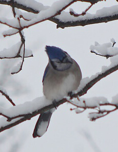 Declining Species Climate Change Bluejay