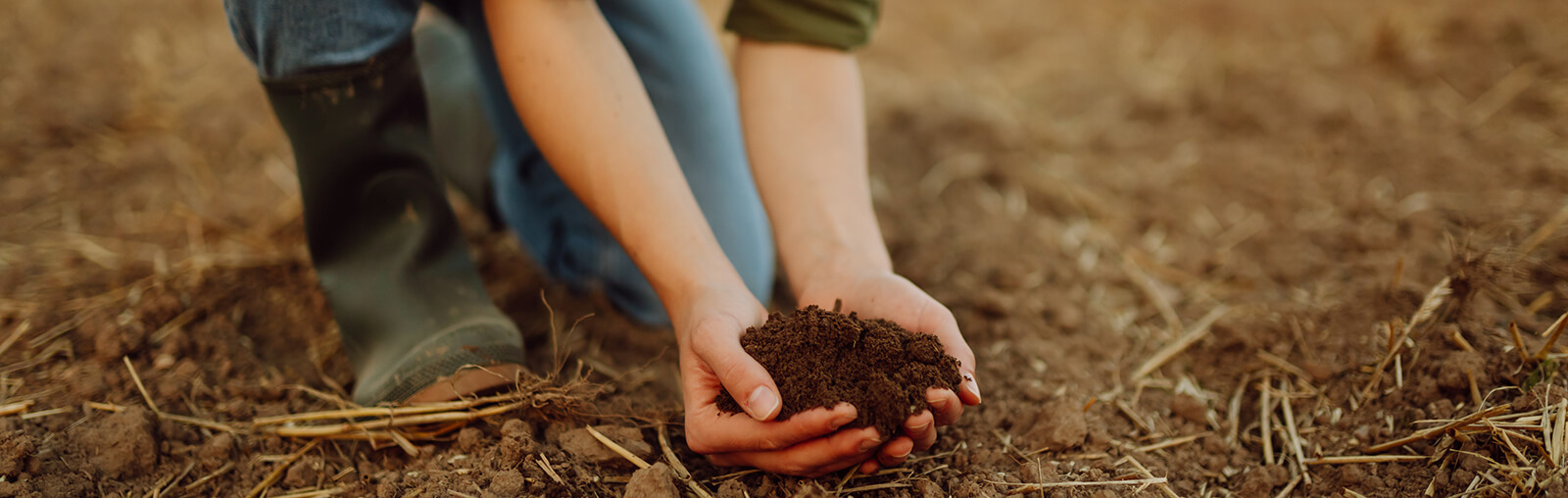 Soil in the hands of a woman farmer