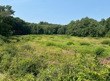 McTaggarts- former impoundment Whitney Dam culvert to be removed